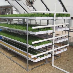 Hydroponic poultry feeds
