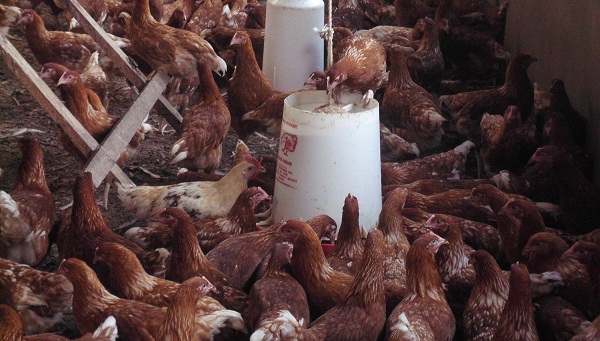 poultry farmers
