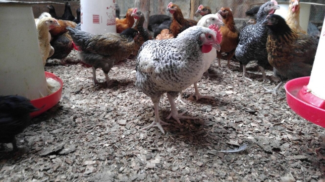 kienyeji hen
