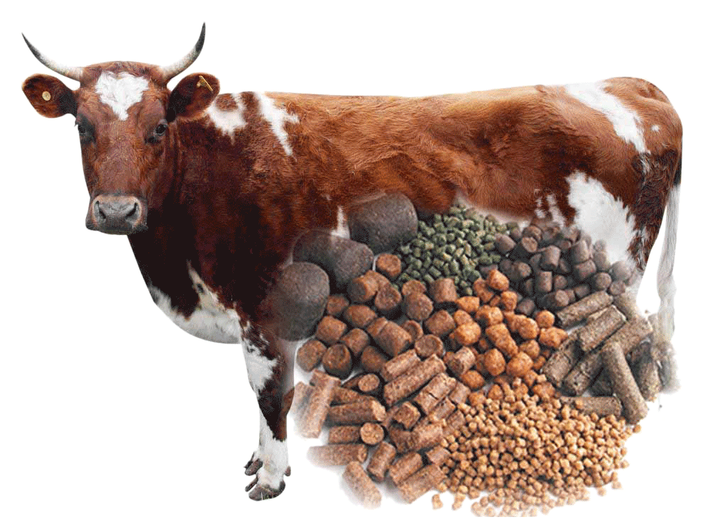 cattle feed pellets