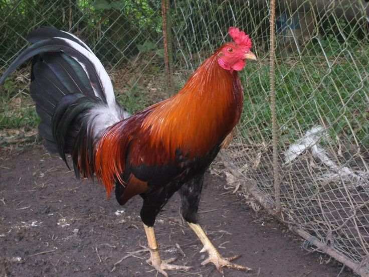 chicken