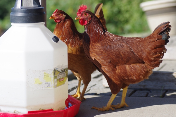 Chicken vaccines