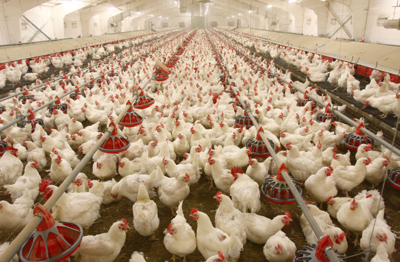 poultry business