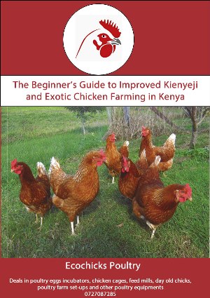 Beginner's Guide to Improved Kienyeji