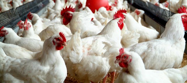how to raise chicken