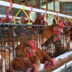 128 Layers Battery Cage