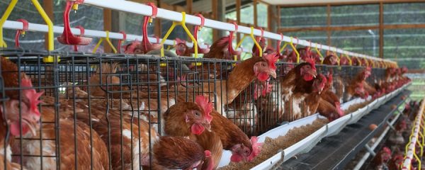 128 Layers Battery Cage
