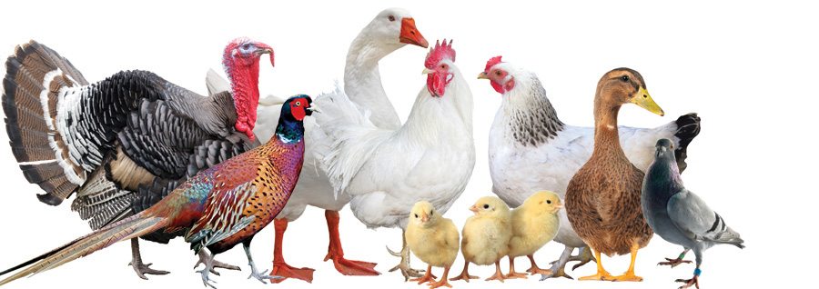 How to start a poultry farm in Kenya
