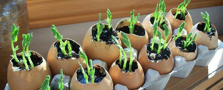 egg shell seedlings