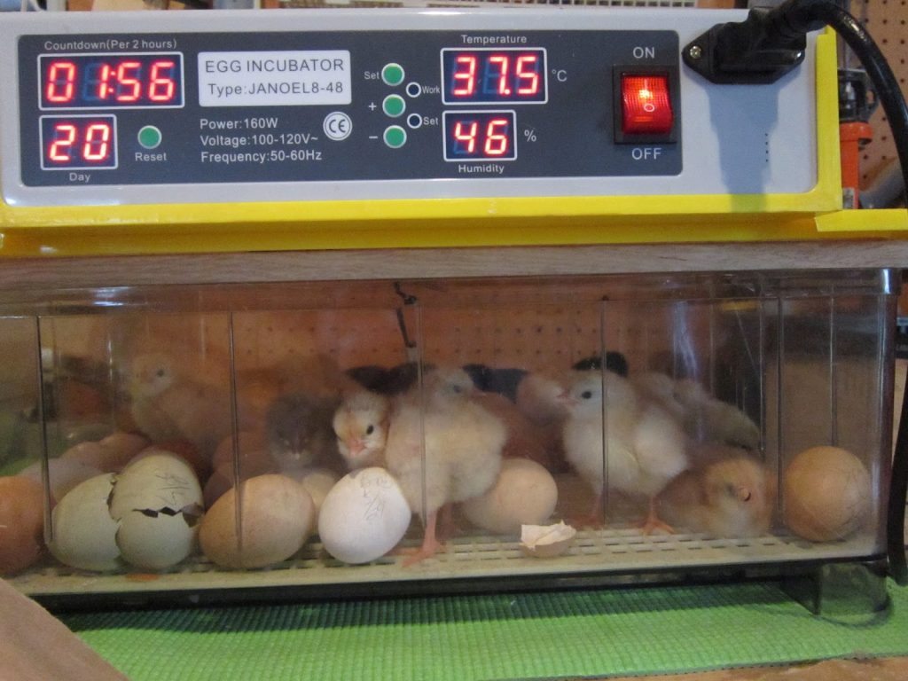 solar eggs incubators