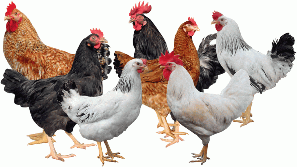 kari kienyeji chicken