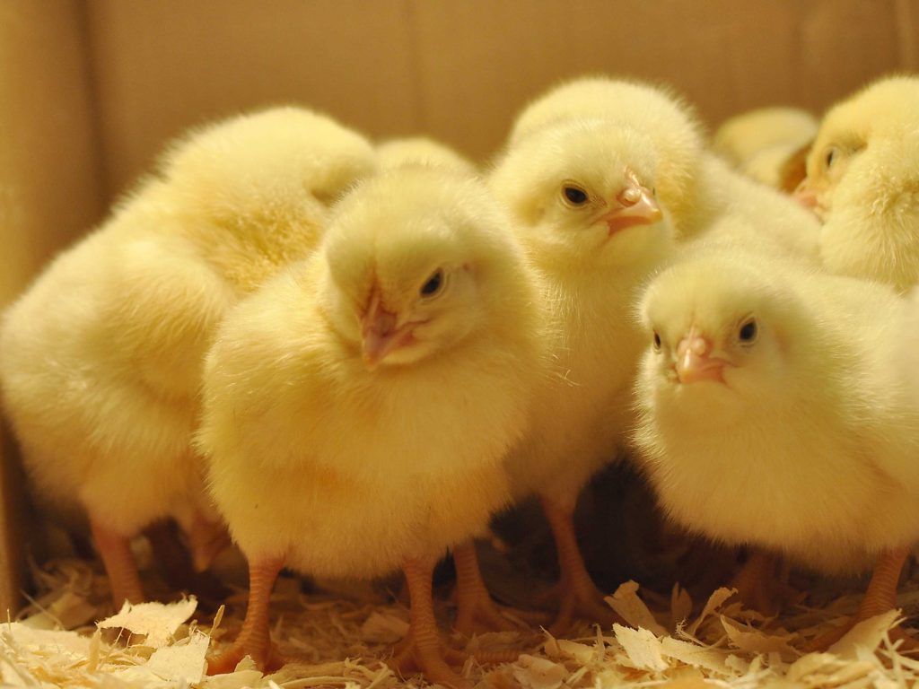 ecochicks chicken