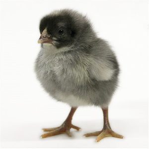 1 day old kuroiler day