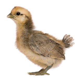 2 weeks old chicks
