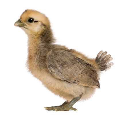 2 weeks old chicks