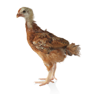 1 month kuroiler chick