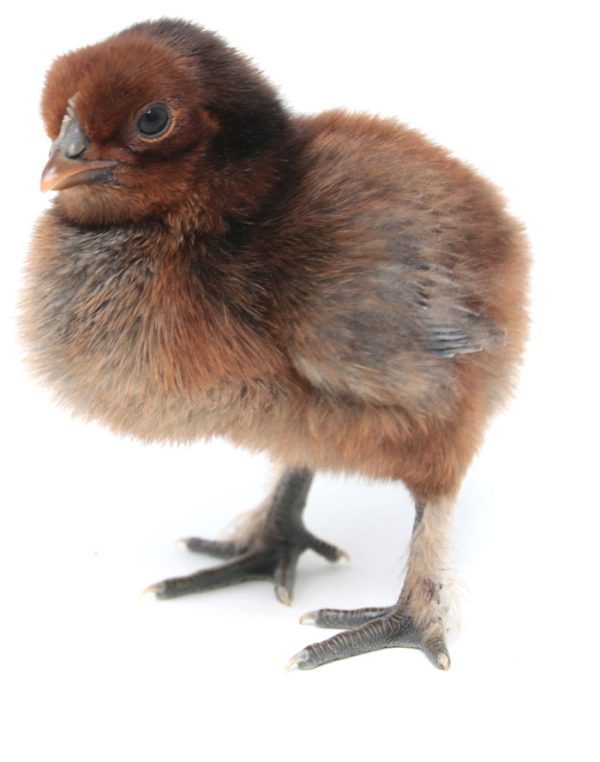 week old kuroiler chick
