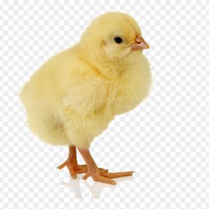 day old kuroiler chick