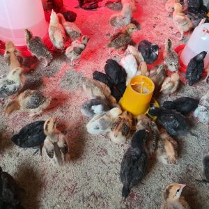 2 weeks old chicks kuroiler and improved kienyeji