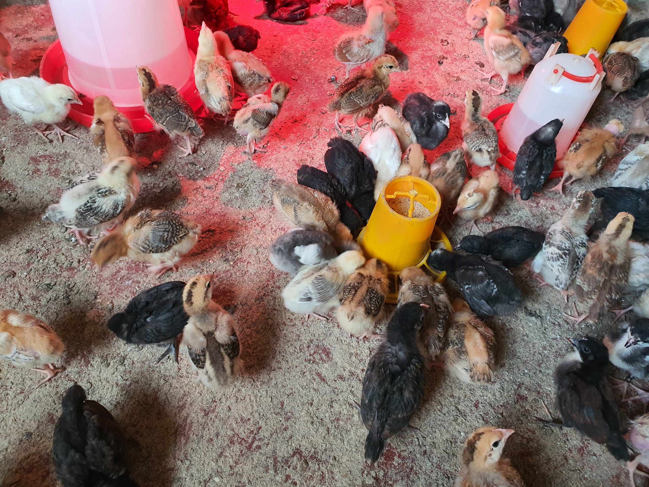 2 Weeks old chicks kuroiler and improved kienyeji