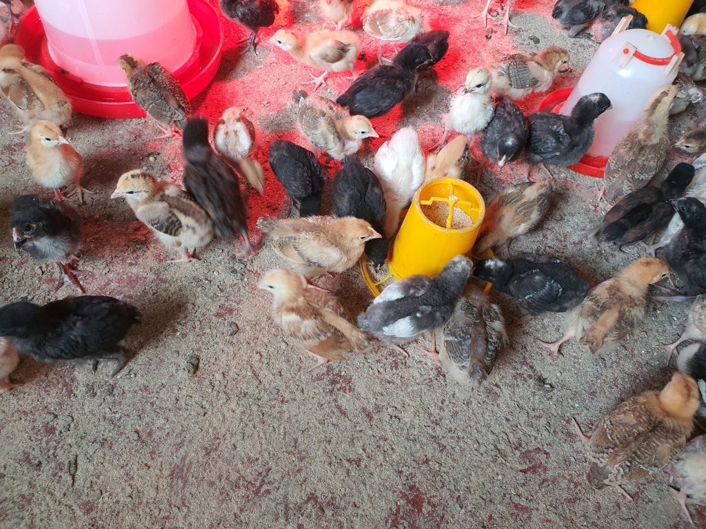 Profitable kienyeji poultry farming