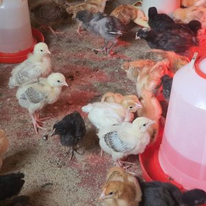 3 days old chicks kuroiler and improved kienyeji