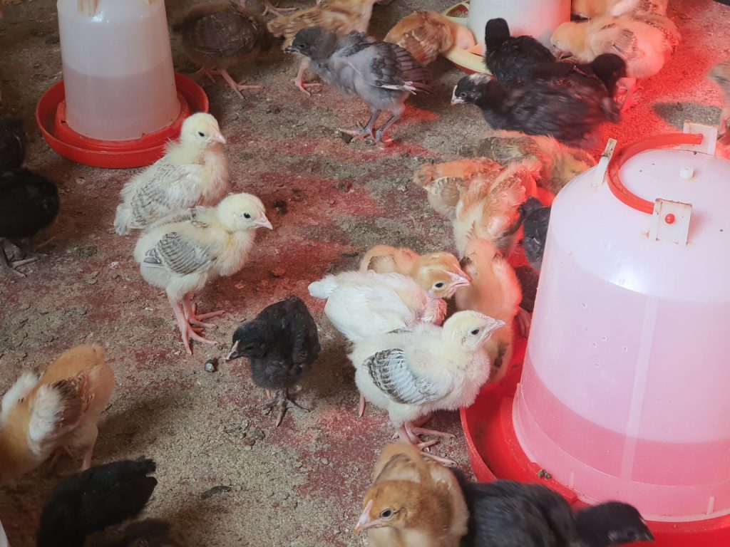 Kienyeji chicken prices in Nairobi