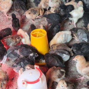 2 weeks old chicks healthy and vaccinated kuroiler and improved kienyeji