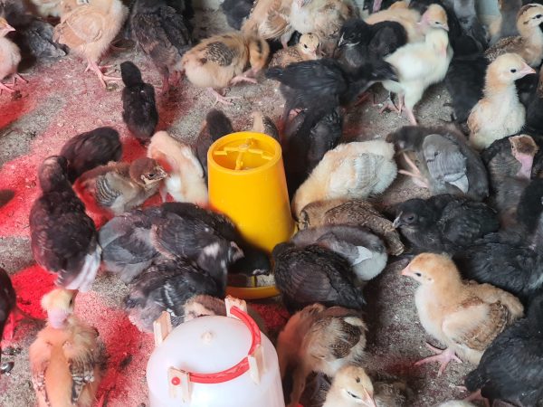 1 week old chicks kuroiler and improved kienyeji