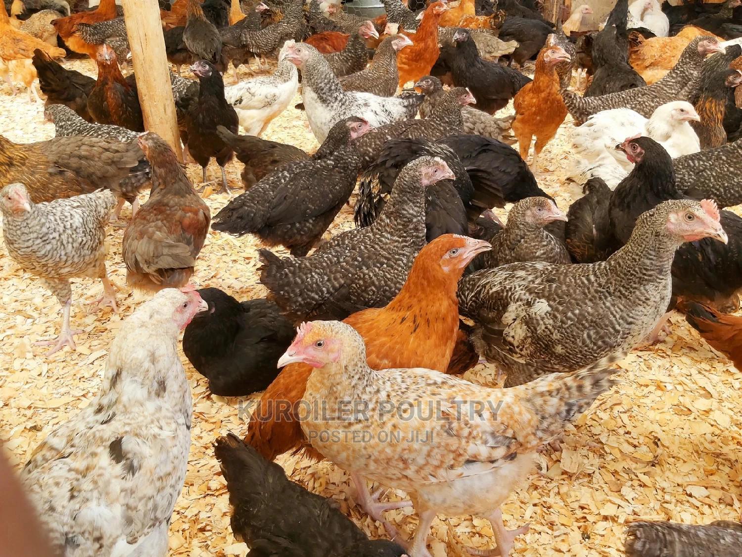 where to buy kienyeji chicken in nairobi