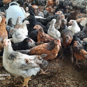 Eco 2 months old chicks kuroiler and improved kienyeji
