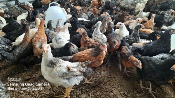3 weeks old chicks kuroiler and improved kienyeji