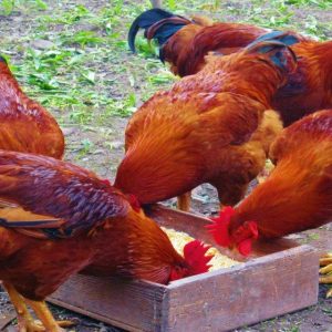 1 month old chicks healthy and vaccinated kuroiler and improved kienyeji
