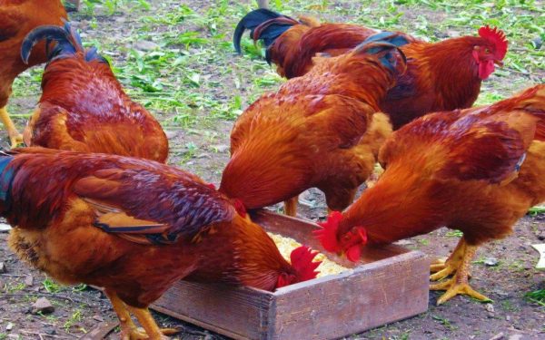 1 month old chicks healthy and vaccinated kuroiler and improved kienyeji