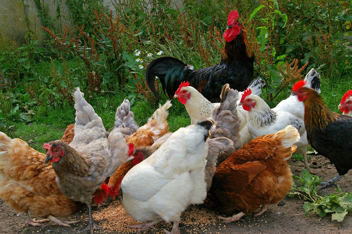 3 weeks old chicks kuroiler and improved kienyeji