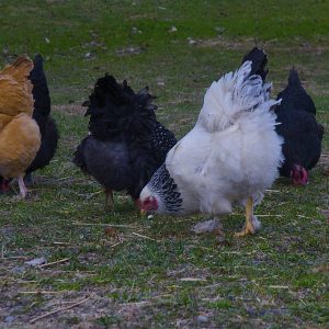 2 weeks old chicks Genuine  kuroiler chicks