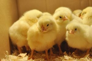 1 week old chicks kuroiler and improved kienyeji