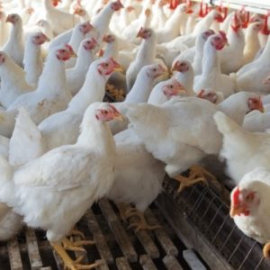 1 month old chicks kuroiler and improved kienyeji