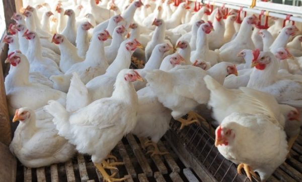 1 month old chicks kuroiler and improved kienyeji