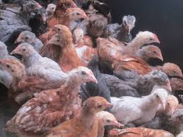 2 month old chicks kuroiler and improved kienyeji
