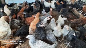one day old chicks kuroiler chicks and improved kienyeji