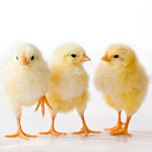 3 days old chicks kuroiler and improved kienyeji