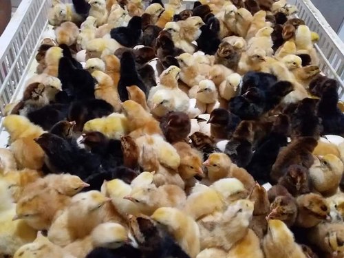 Amazing Eco 3 day old chicks kuroiler and improved kienyeji