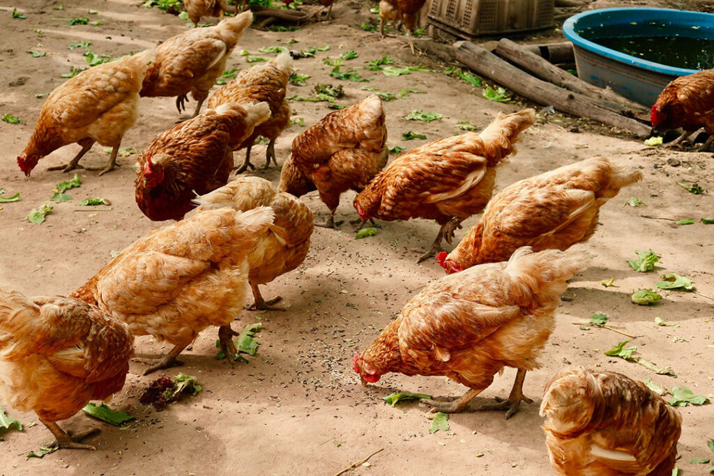 poultry farming