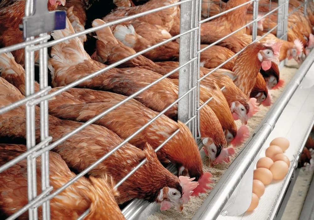 Chicken hatchery business plan in Kenya