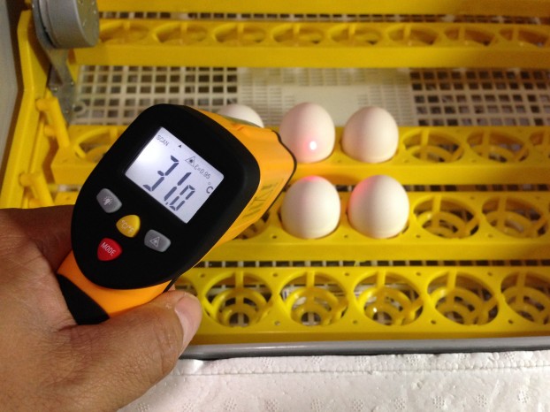 What is the ideal temperature for incubating eggs in an incubator? The ideal temperature for incubating eggs in an incubator is between 37.5 to 38.5 degrees Celsius.