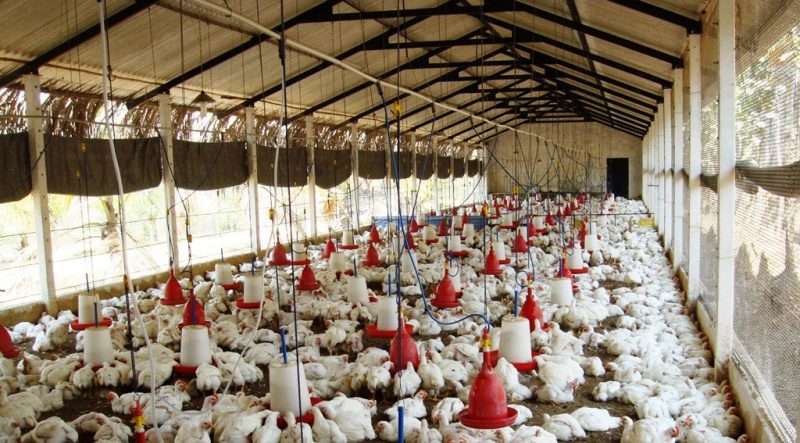 Equipment for broiler chickens