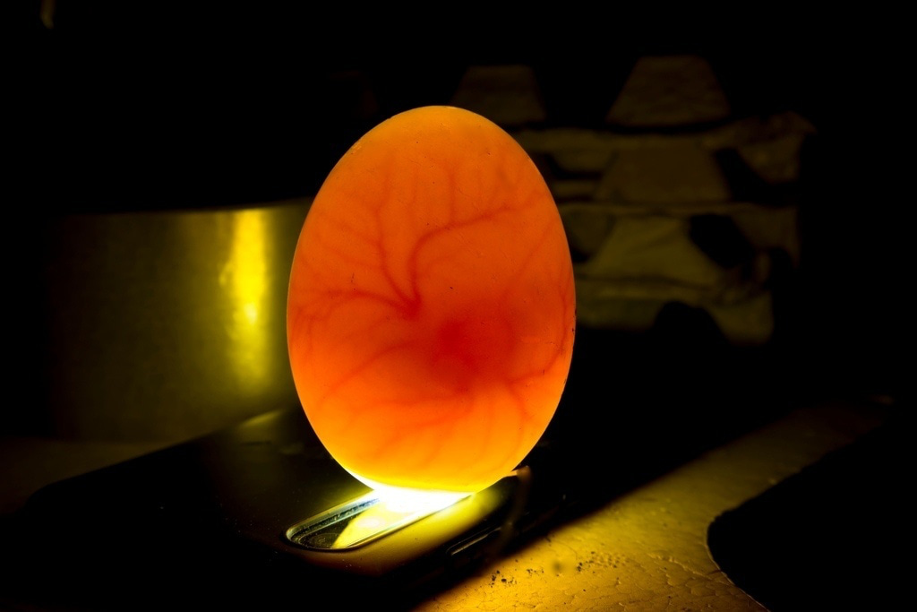 How to set the eggs inside the incubator