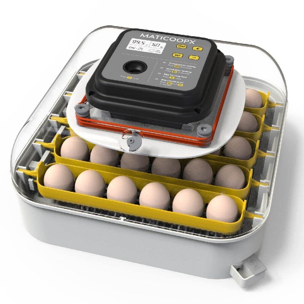 Eggs incubator temperature